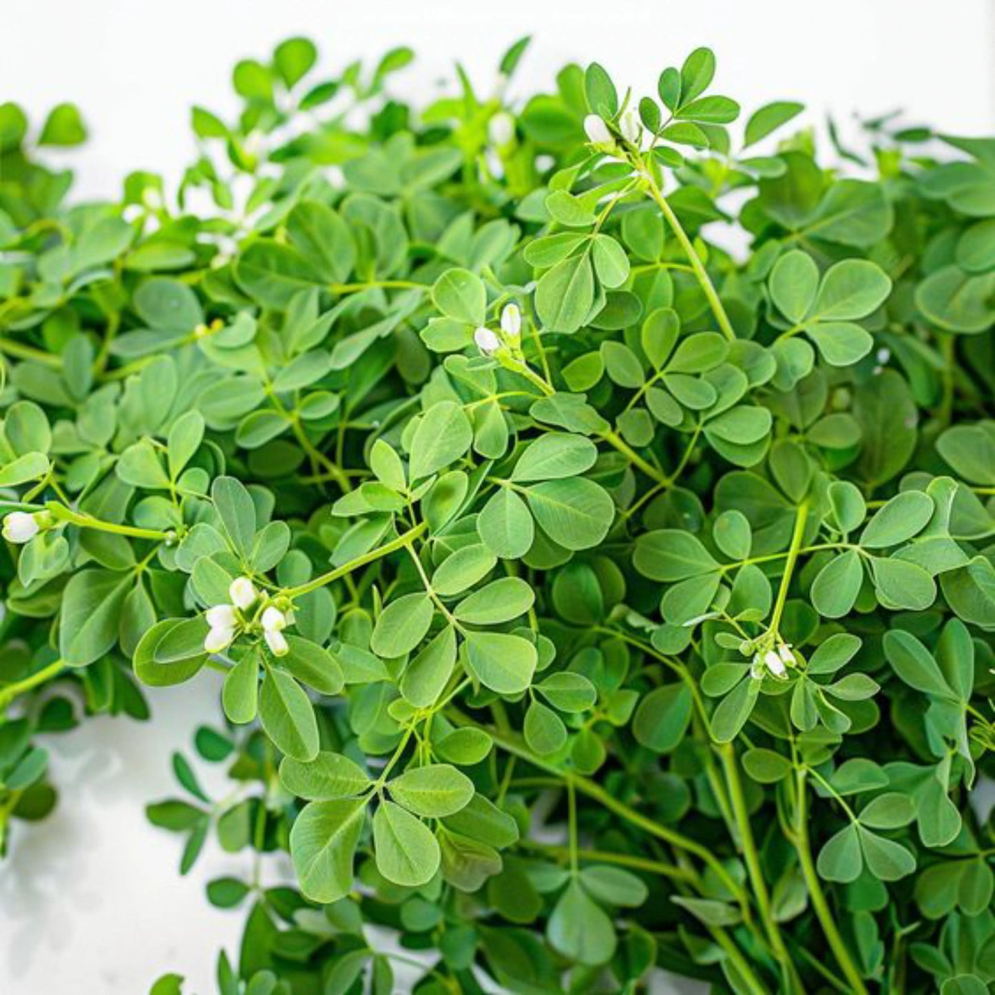 Fenugreek_seeds_1