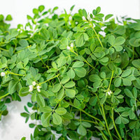 Fenugreek_seeds_1