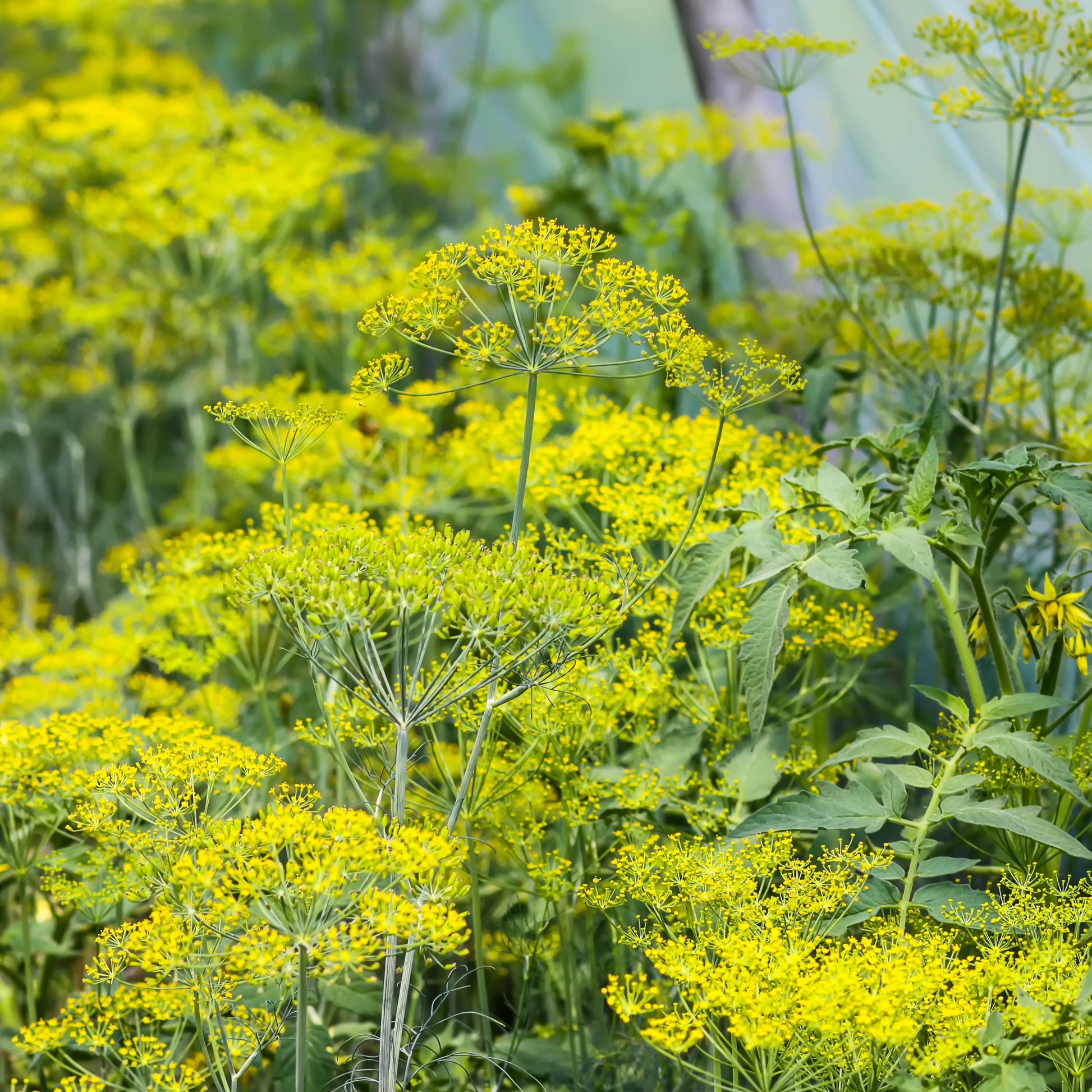 Dill_seeds_2