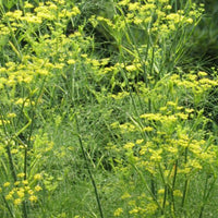 Fennel_SH9_1