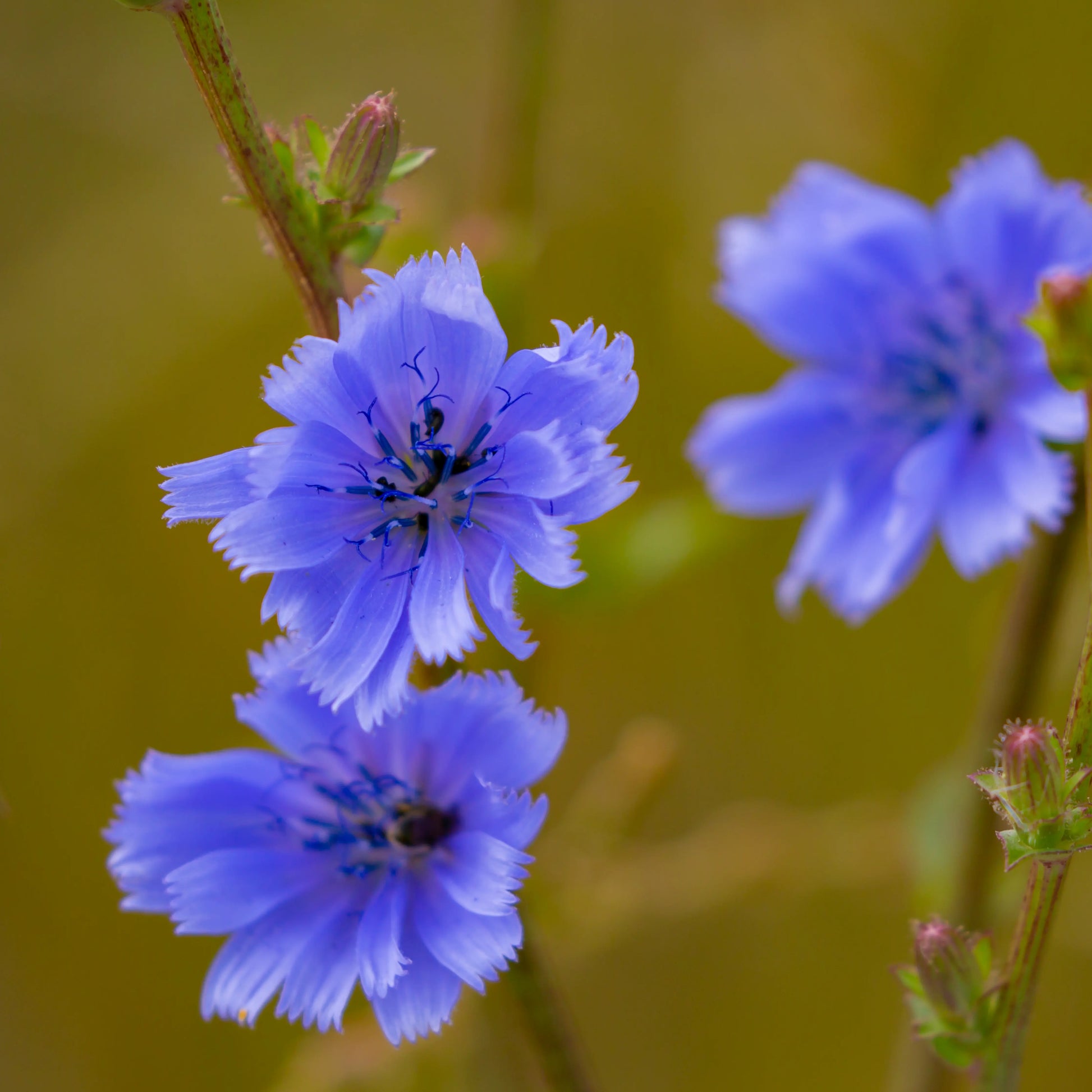 Linseed_flax_1