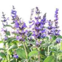 Sage_leaves_1